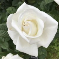 20210518花菜ガーデン_オスカル・フランソワ (2)