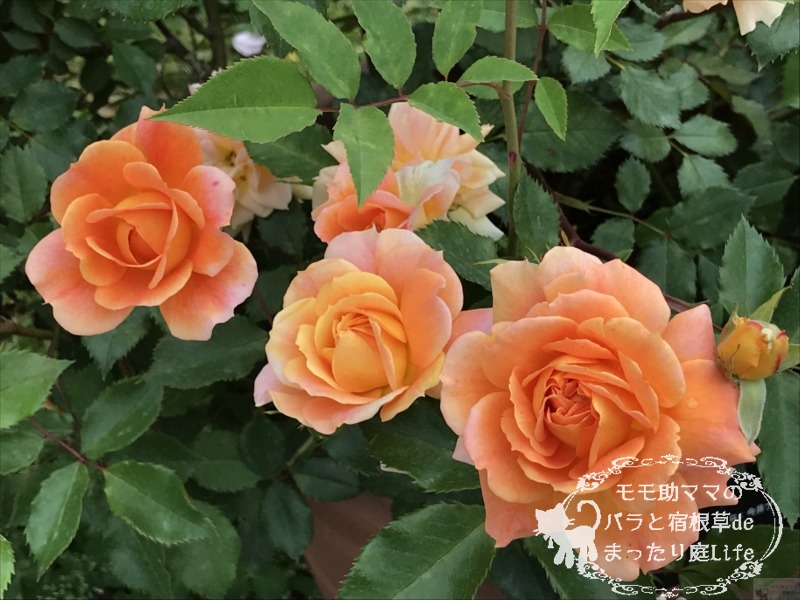 20210518花菜ガーデン_リブロ (2)