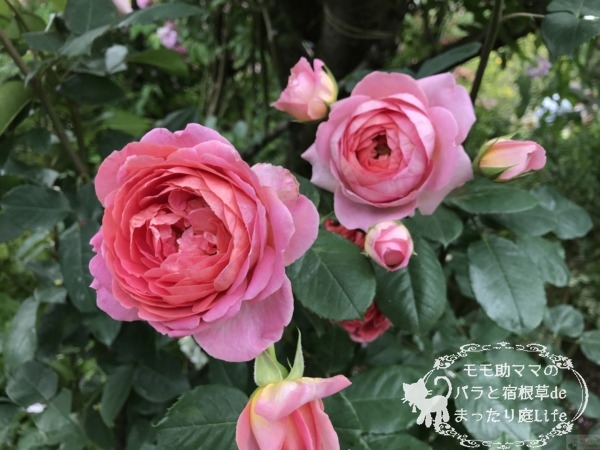 アマンディーン・シャネル