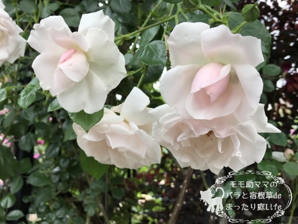 ニュー・ドーン