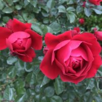 フロレンティーナ