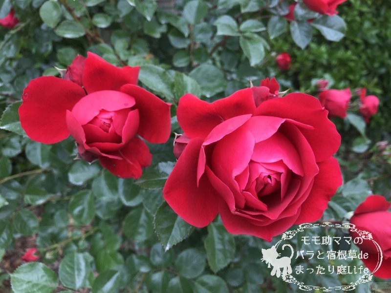 フロレンティーナ