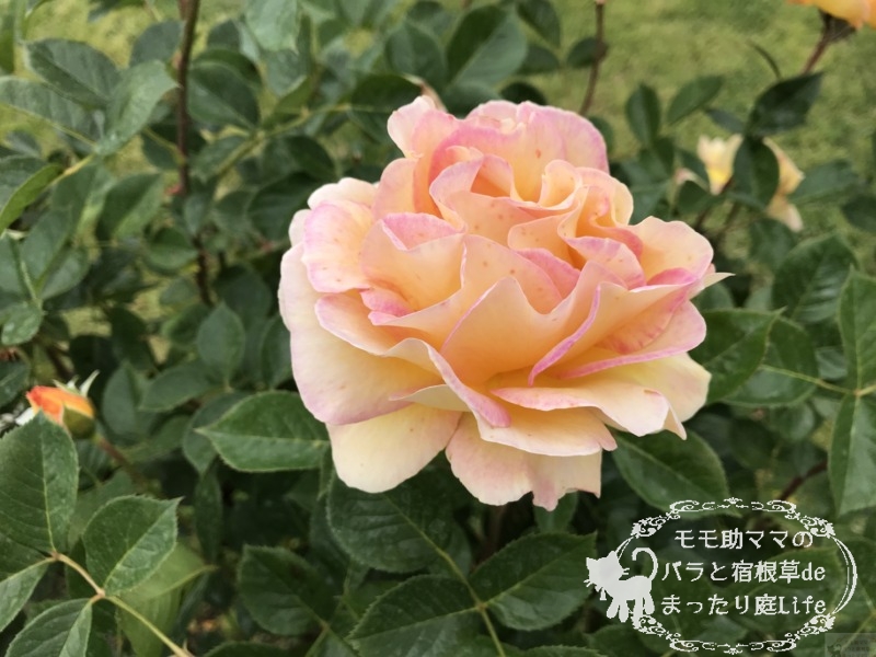 20210518花菜ガーデン_ラパリジェンヌ (2)