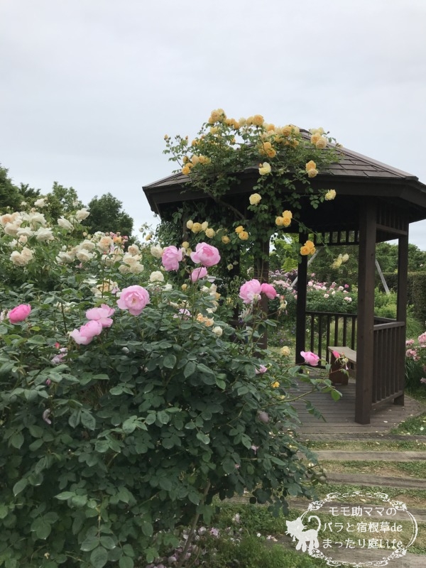 20210518花菜ガーデン_グラハム・トーマス (1)