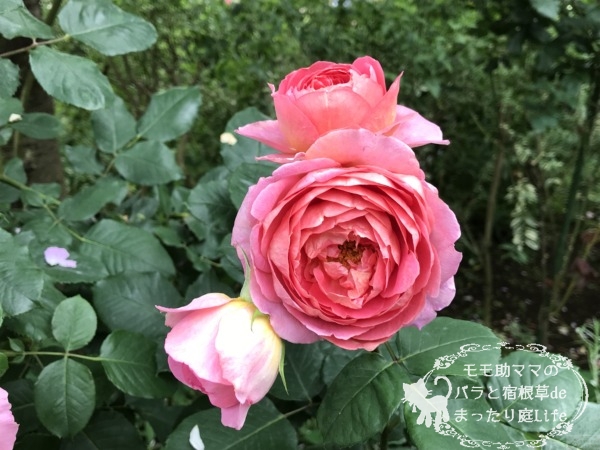 アマンディーン・シャネル