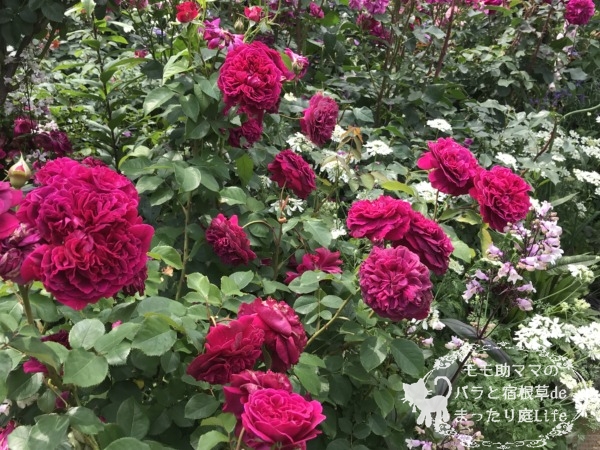 ウィリアム・シェイクスピア2000