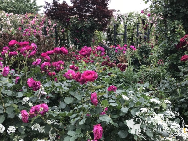 ベルベティ・トワイライト