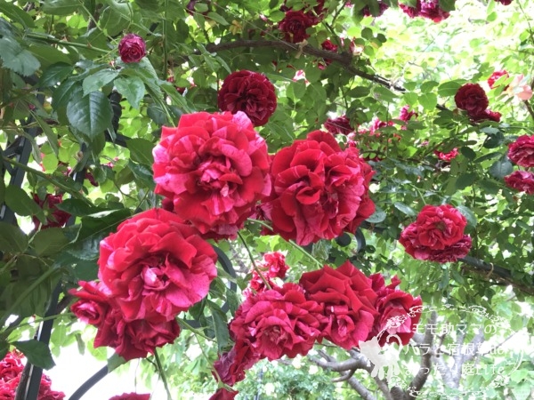 ディープインプレッション