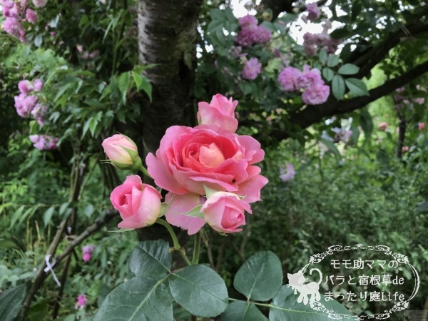 アマンディーン・シャネル