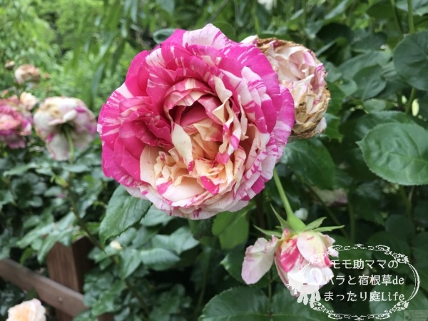 エドゥアール・マネ