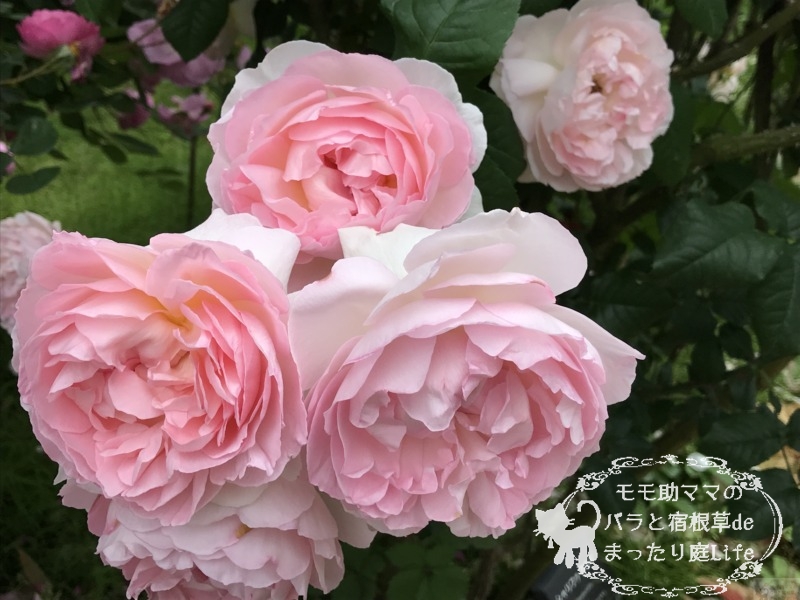 20210518花菜ガーデン_シャリファ・アスマ (6)