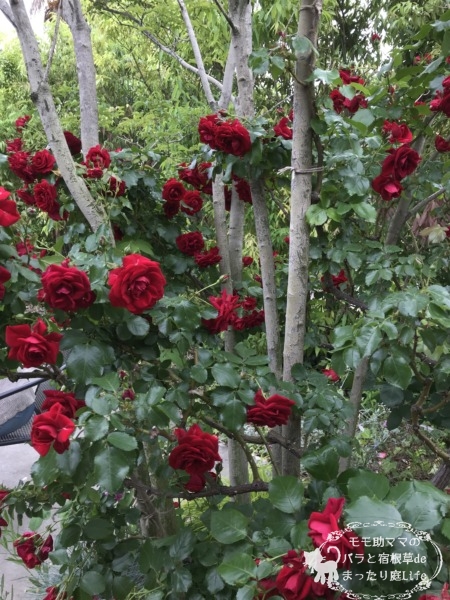 ロートケプヘン