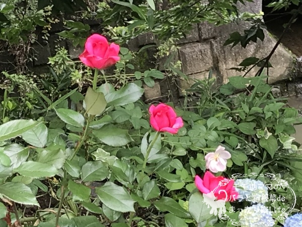 レジスマルコン