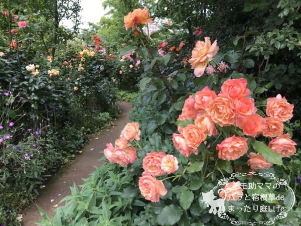 レディ・エマ・ハミルトン