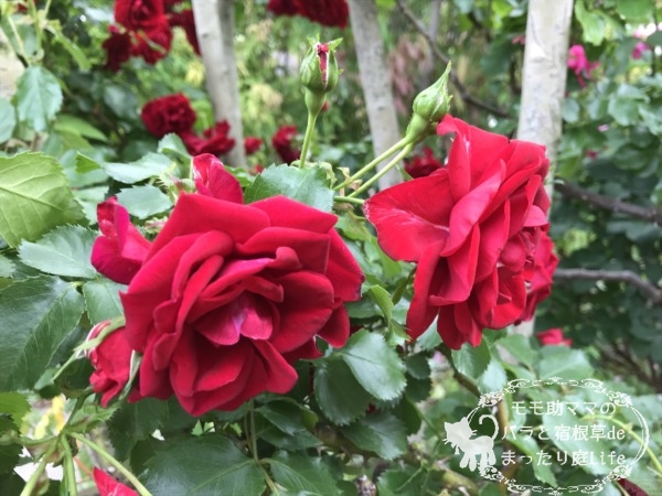 ロートケプヘン