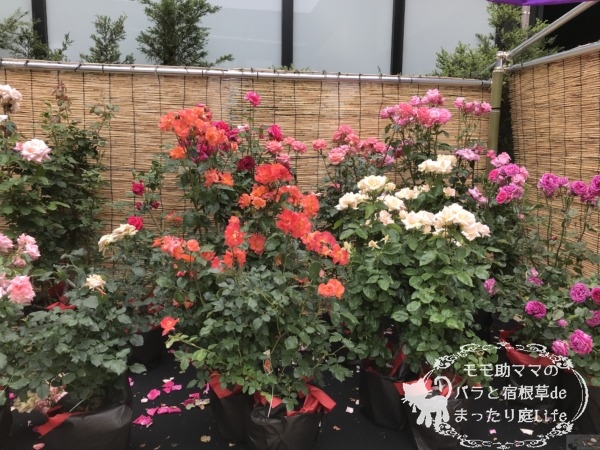 皇室ゆかりのバラ