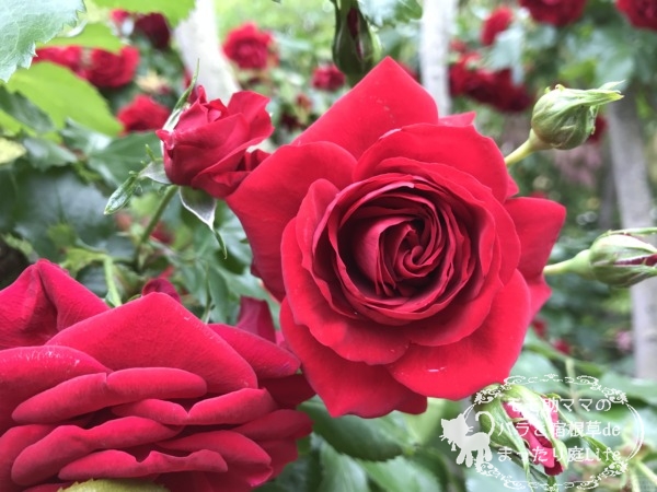 ロートケプヘン