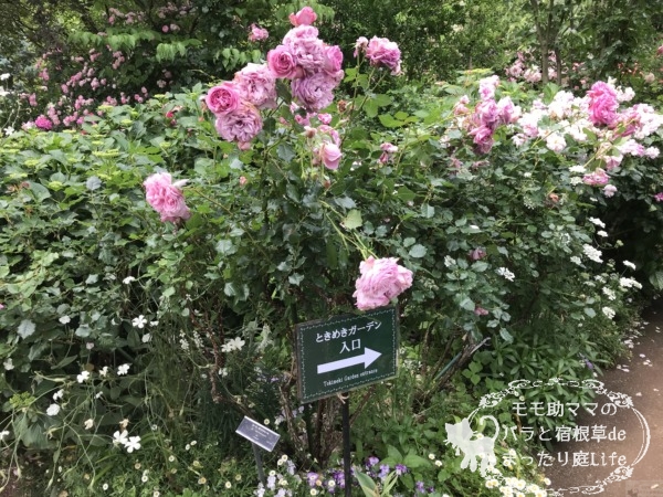 ローズ・ポンパドゥール