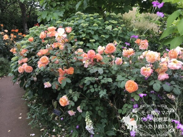 レディ・エマ・ハミルトン