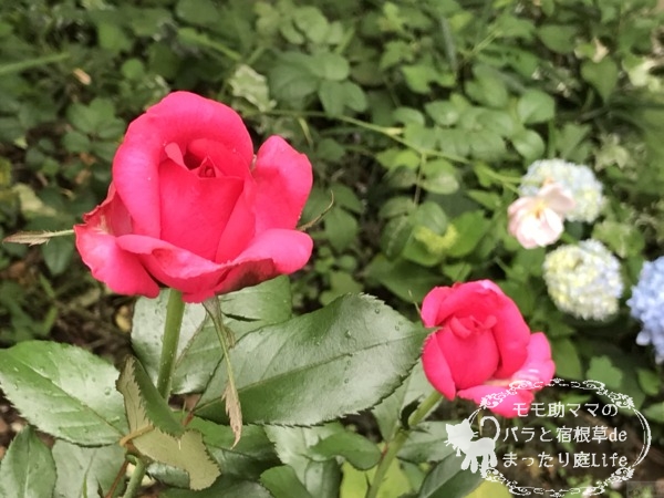 レジスマルコン