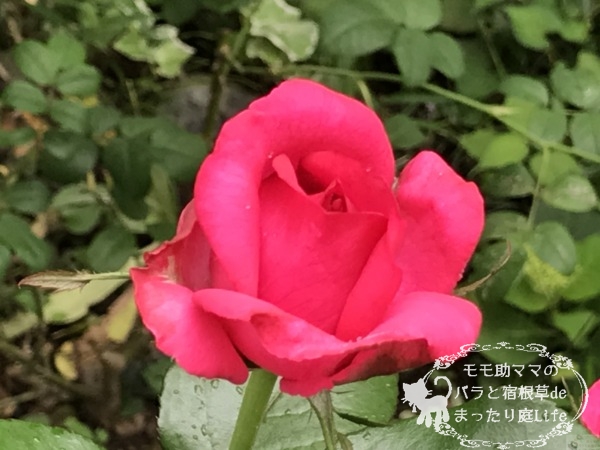 レジスマルコン