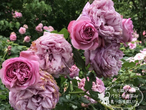 ローズ・ポンパドゥール