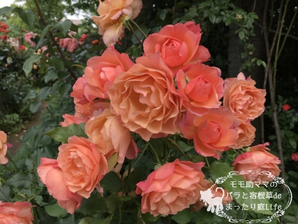 レディ・エマ・ハミルトン