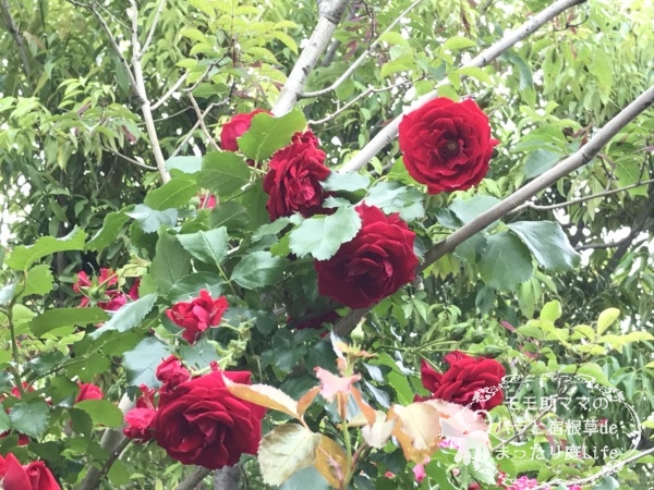 ロートケプヘン