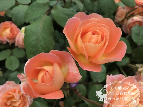 レディ・エマ・ハミルトン