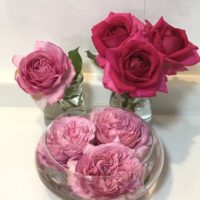 レジスマルコンとローズポンパドール