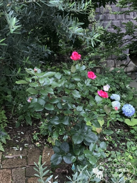 レジスマルコン