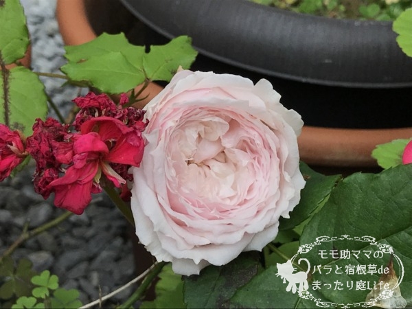 みさき?ひより?