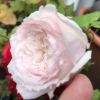 みさき？ひより？