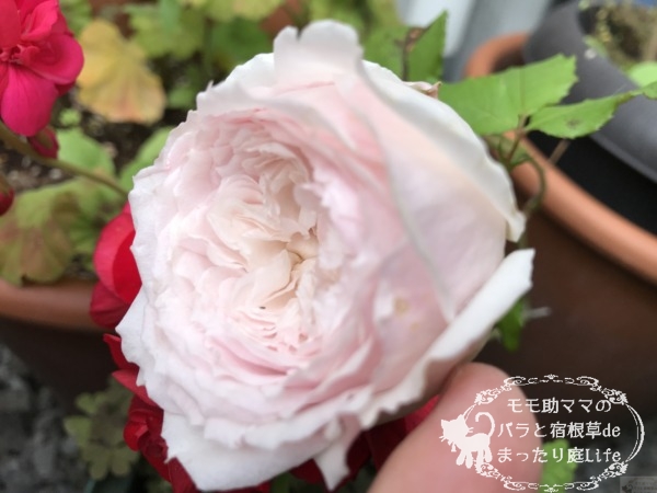 みさき?ひより?