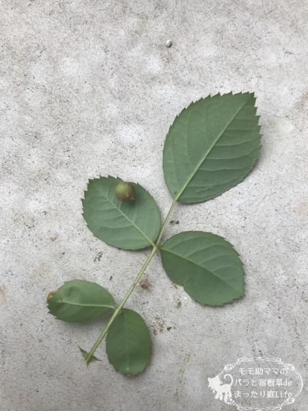 バラの葉に虫こぶ