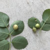 バラの葉に虫こぶ