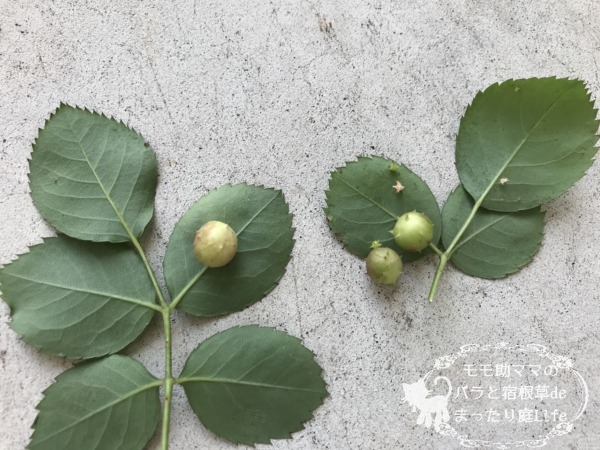 バラの葉に虫こぶ