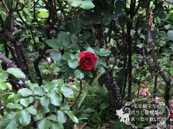 ロートケプヘン