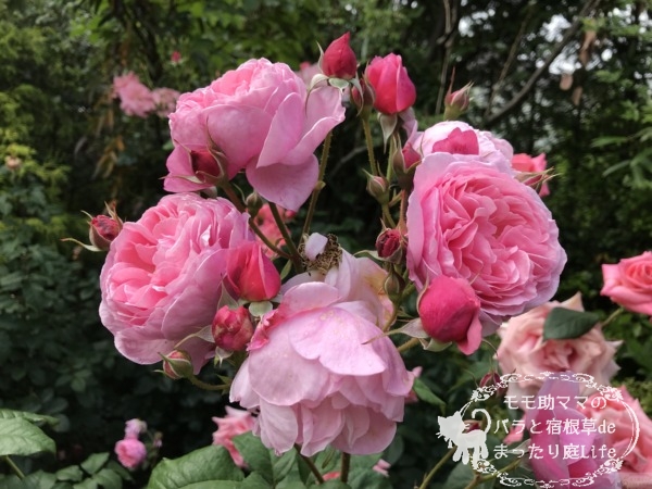 レディ・アンジェラ