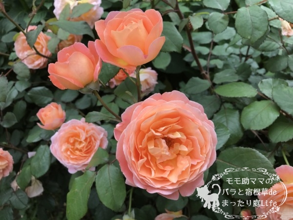 レディ・エマ・ハミルトン