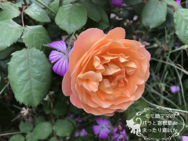 レディ・エマ・ハミルトン