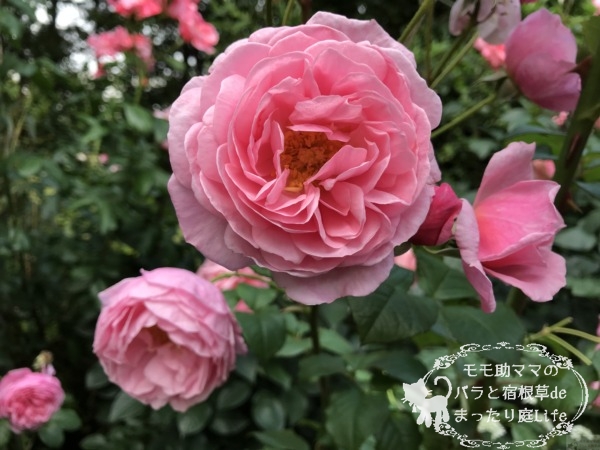 レディ・アンジェラ