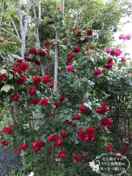 ロートケプヘン