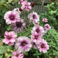 ラナンキュラス　ラックス　ティーバ　４月