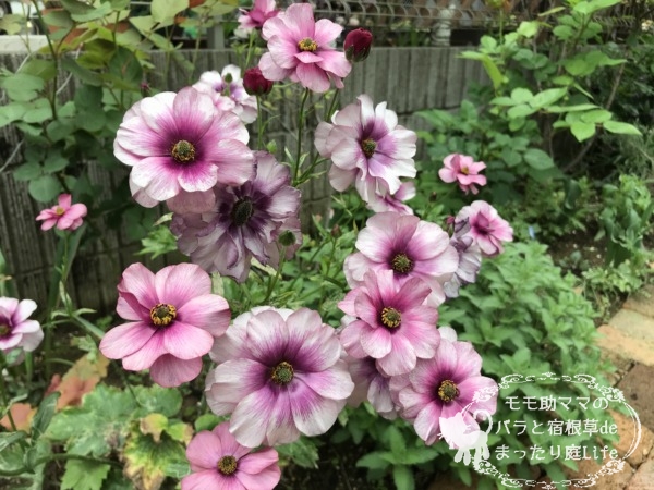 ラナンキュラス ラックス ティーバ 4月