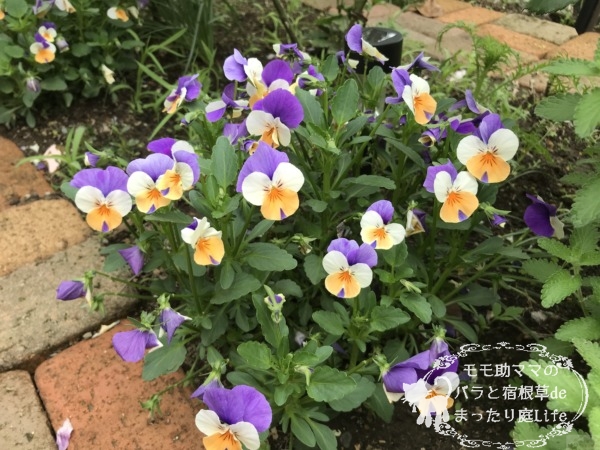 パンジー オレンジ&紫