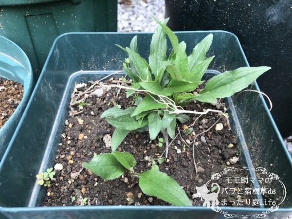 エキナセア 4月