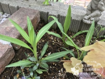 ストケシア 4月