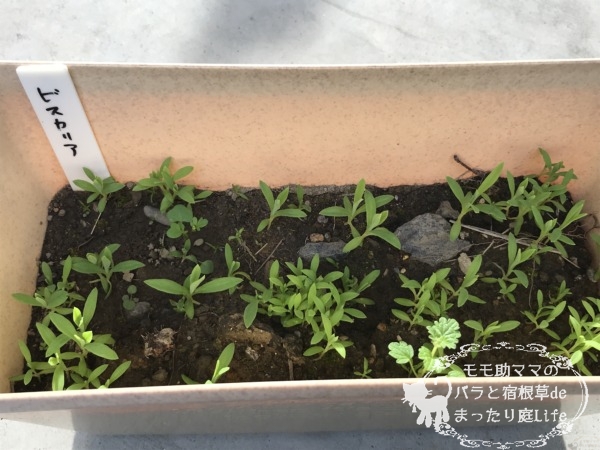 ビスカリア 発芽