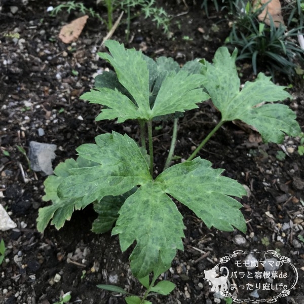 ラックス エウロペ 株分け後 4月